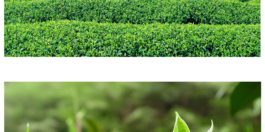 康師傅綠茶促銷員工制服設(shè)計(jì)成功案例