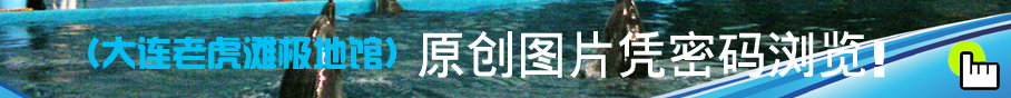 大連老虎灘極地館，員工服裝設(shè)計方案